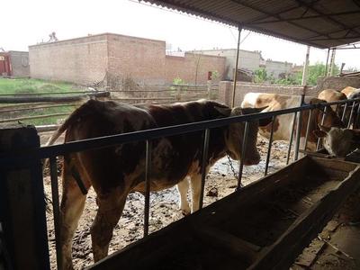 德國牧羊犬價(jià)格及養(yǎng)殖信息——以遼寧省昌圖縣為例