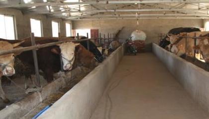 退伍士兵返鄉(xiāng)養(yǎng)牛，撐起村民致富藍(lán)天