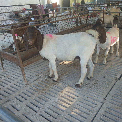 農(nóng)作物秸稈養(yǎng)殖波爾山羊技術(shù) 快速生長(zhǎng)、繁殖高效、品種優(yōu)質(zhì)、價(jià)格實(shí)惠、效益顯著