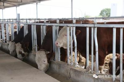 蹄疾步穩(wěn)謀發(fā)展，產(chǎn)業(yè)振興正當(dāng)時(shí)——鄂前旗推進(jìn)農(nóng)牧業(yè)產(chǎn)業(yè)高質(zhì)量發(fā)展綜述